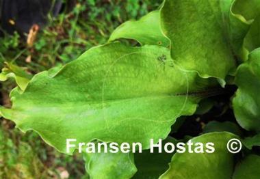Hosta Chris' Red Lightning