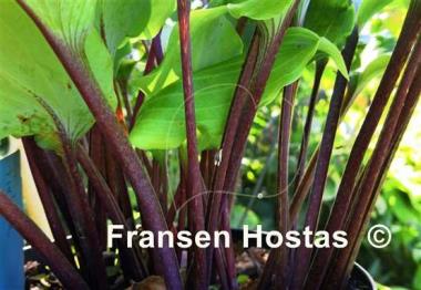 Hosta Chris' Red Lightning