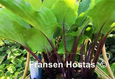 Hosta Chris' Red Lightning