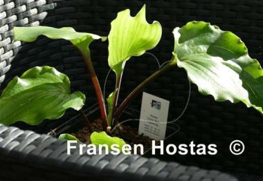 Hosta Chris' Red Lightning