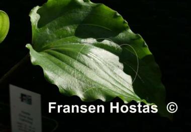 Hosta Chris' Red Lightning