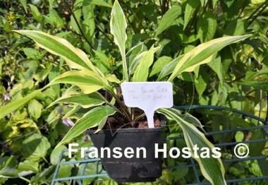 Hosta Chris' Small Talk