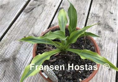 Hosta Chris' Small Talk