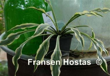 Hosta Chris' Small Talk