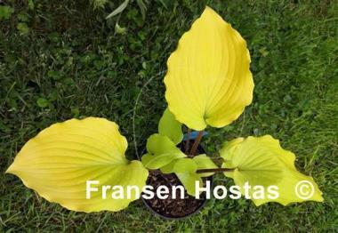 Hosta Chris' Tropical Sundown