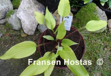 Hosta Chris' Tropical Sundown
