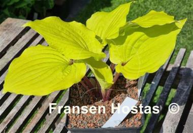 Hosta Chris' Tropical Sundown