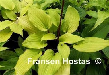 Hosta Chris' Tropical Sundown