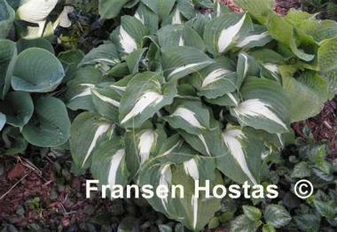Hosta Christmas Candy