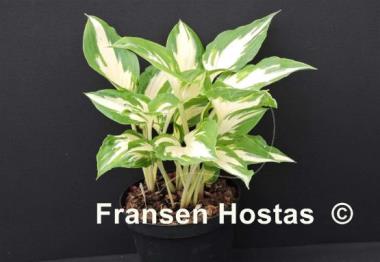 Hosta Christmas Candy
