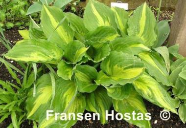 Hosta Christmas Candy