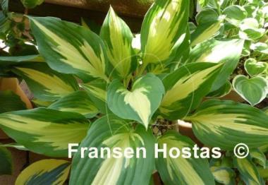Hosta Christmas Candy