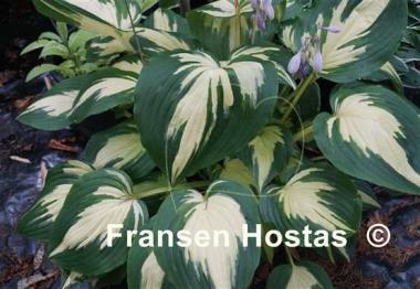 Hosta Christmas Candy