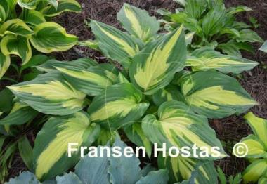 Hosta Christmas Candy