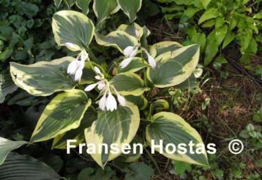 Hosta Christmas Charm