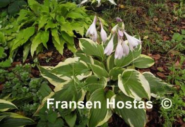 Hosta Christmas Charm