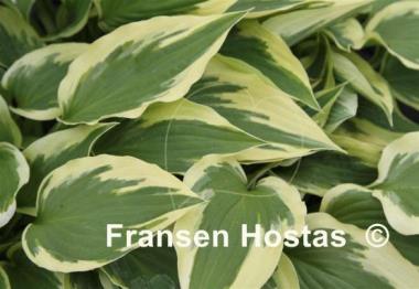 Hosta Christmas Charm