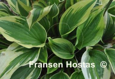 Hosta Christmas Charm