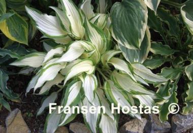 Hosta Christmas Cookies