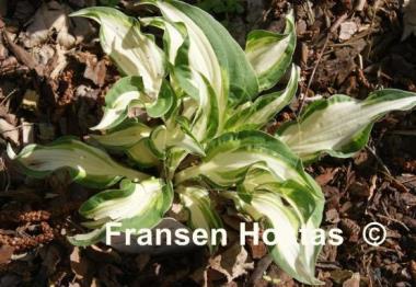 Hosta Christmas Cookies
