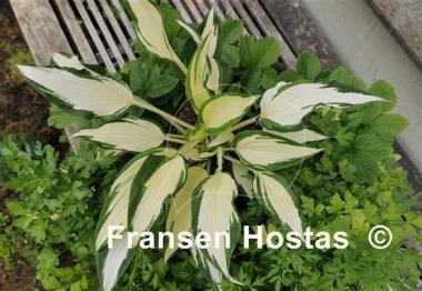 Hosta Christmas Cookies