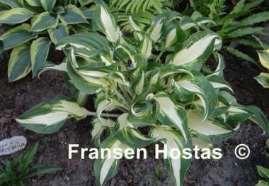 Hosta Christmas Cookies