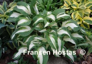 Hosta Christmas Cookies
