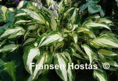 Hosta Christmas Cookies