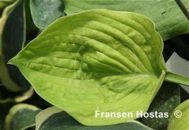 Hosta Christmas Gold
