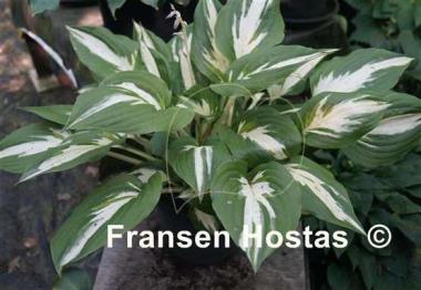 Hosta Christmas Island