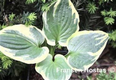 Hosta Christmas Lights