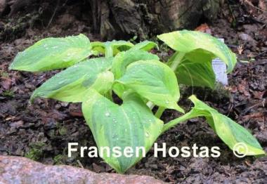 Hosta Christmas Lights