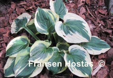 Hosta Christmas Lights