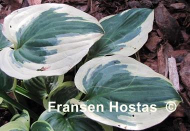 Hosta Christmas Lights