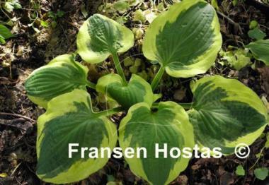 Hosta Christmas Pageant