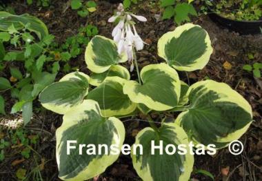 Hosta Christmas Pageant