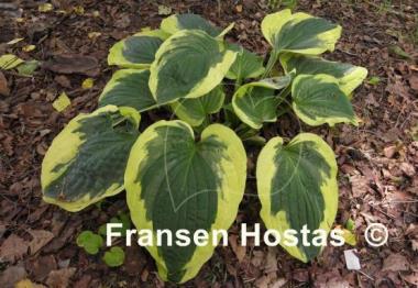 Hosta Christmas Pageant