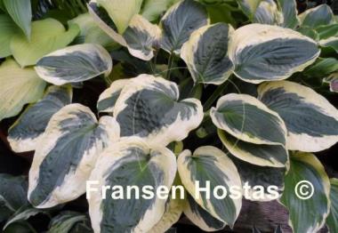 Hosta Christmas Pageant