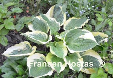Hosta Christmas Pageant