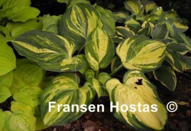 Hosta Christmas Tree Gala
