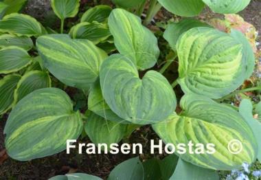 Hosta Christmas Tree Gala