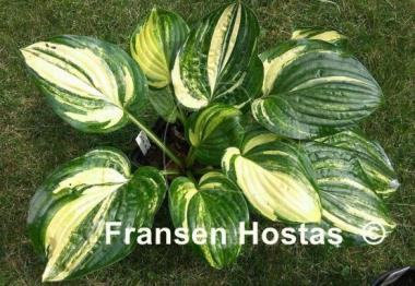 Hosta Christmas Tree Gala