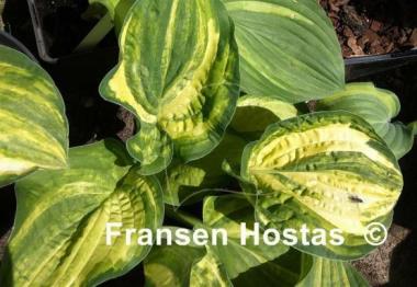 Hosta Christmas Tree Gala