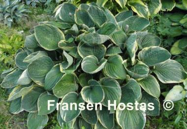 Hosta Christmas Tree