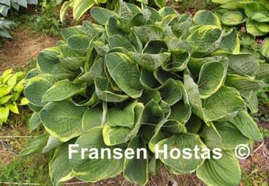 Hosta Christmas Tree