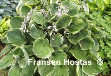 Hosta Christmas Tree