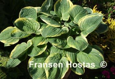 Hosta Christmas Tree