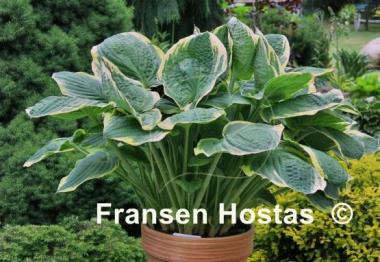 Hosta Christmas Tree