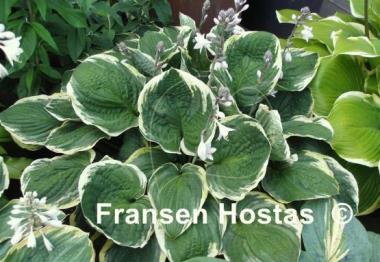 Hosta Christmas Tree