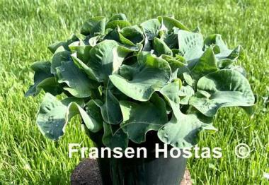 Hosta Church Mouse